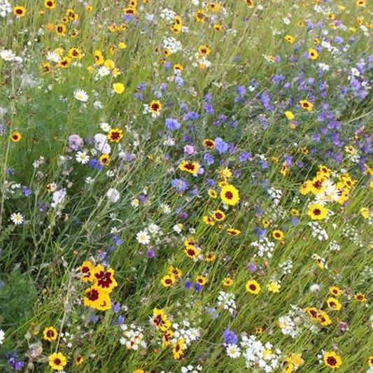 Increasing-the-number-of-properties-with-meadow-flower-gardens