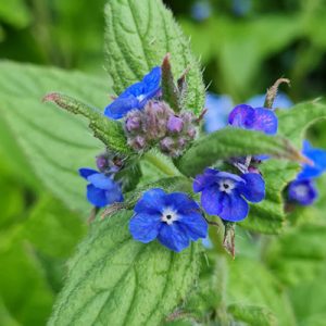 Wild-Flower-Garden-Derby-Student-Accommodation-Blue-i-Properties