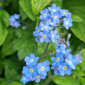 Wild-Flower-Garden-Derby-Student-Accommodation-Blue-i-Properties