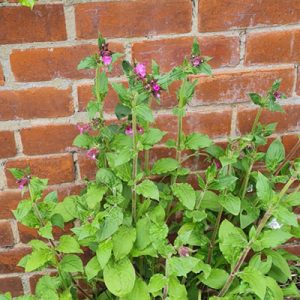 Wild-Flower-Garden-Derby-Student-Accommodation-Blue-i-Properties