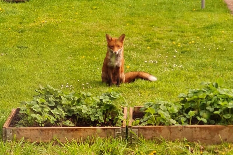 feeding-foxes-throughout-lockdown-derby