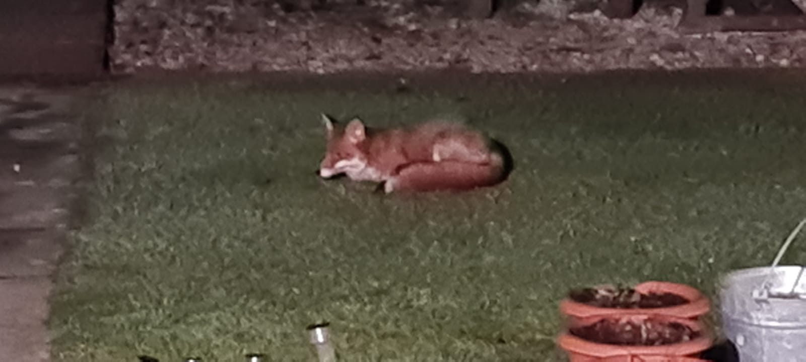 feeding-foxes-throughout-lockdown-in-derby