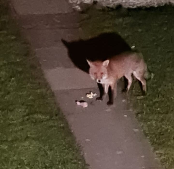 feeding-foxes-throughout-lockdown-student-accomodation-derby